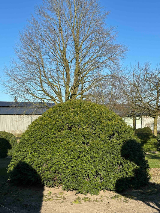 TB TOPIARY #433