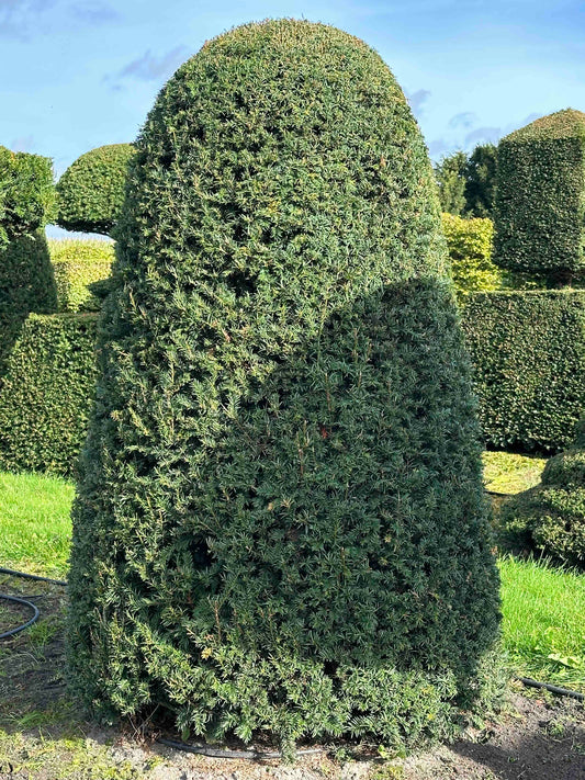 TB TOPIARY #292