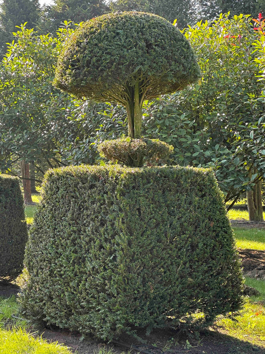 TB TOPIARY #79