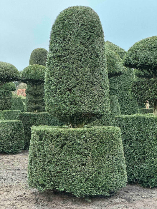 TB TOPIARY #198