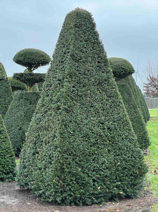 TB TOPIARY #242