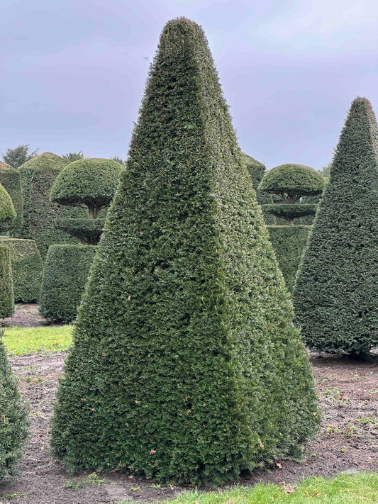TB TOPIARY #247