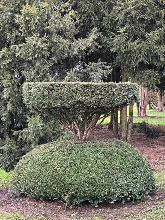TB TOPIARY #409