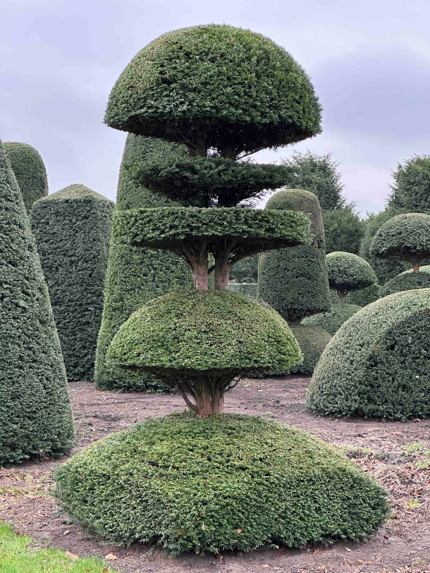 TB TOPIARY #413
