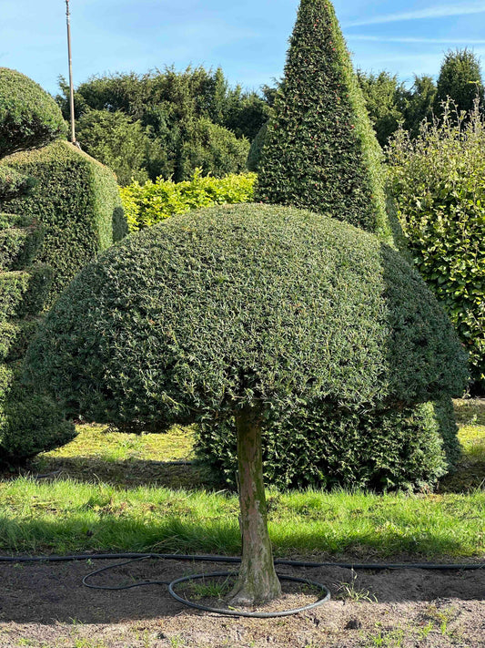 TB TOPIARY #296