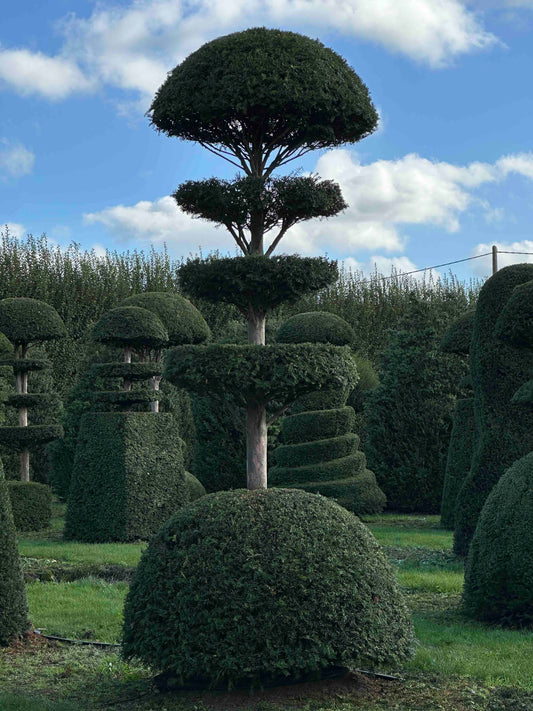 TB TOPIARY #033
