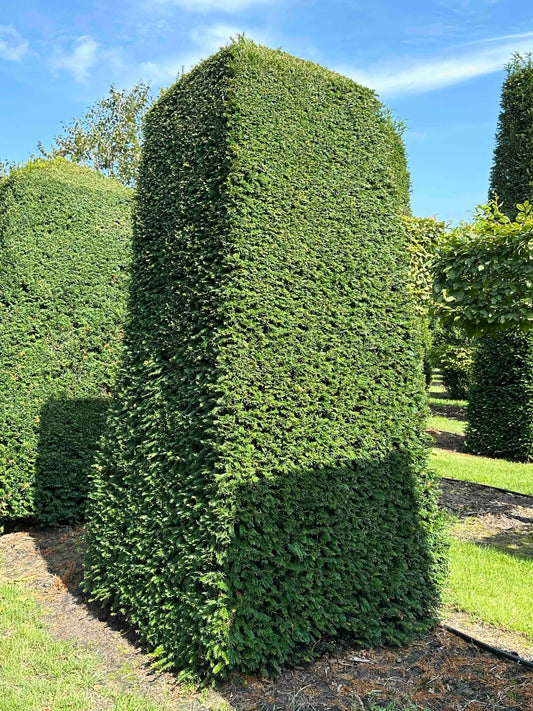 TB TOPIARY #050