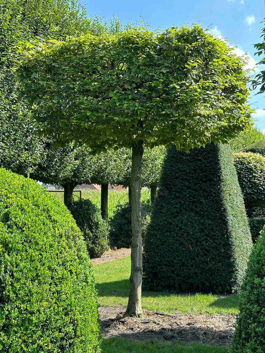 CB TOPIARY #032
