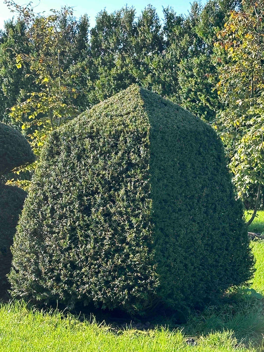 TB TOPIARY #064