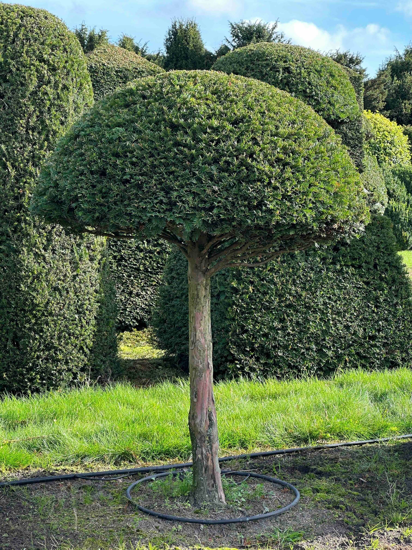 TB TOPIARY #289