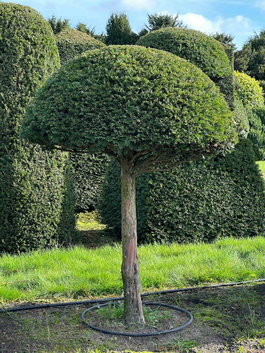TB TOPIARY #289