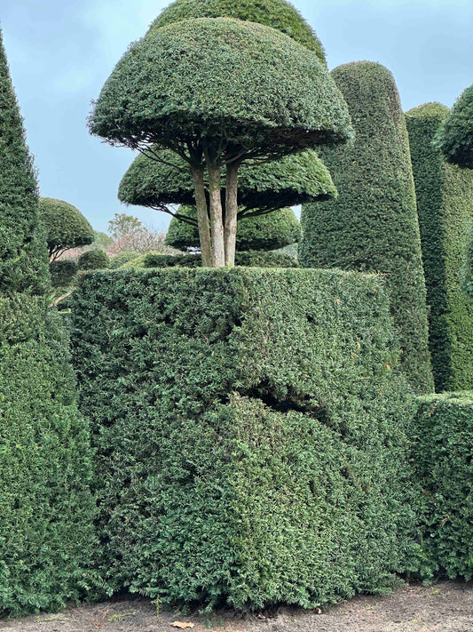 TB TOPIARY #177