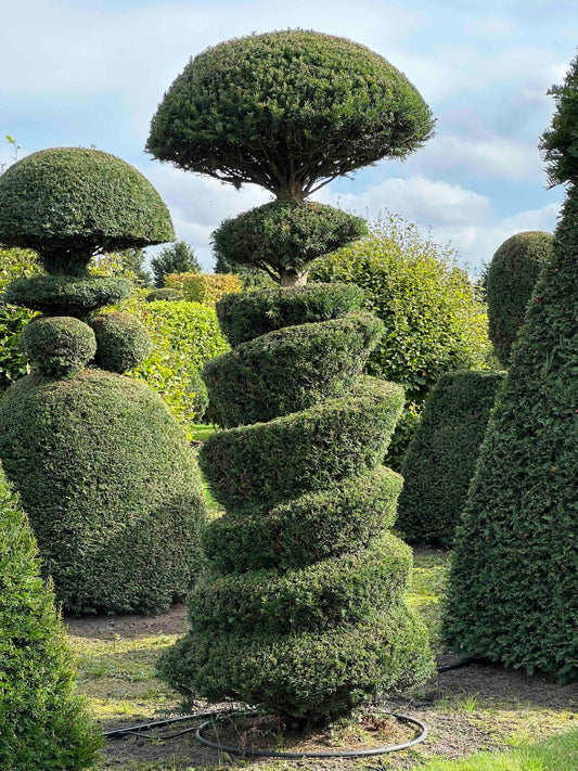 TB TOPIARY #317