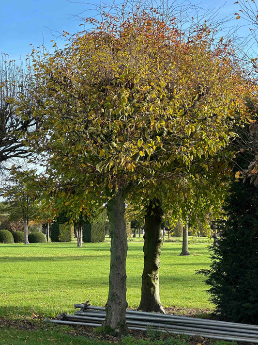 CB TOPIARY #182