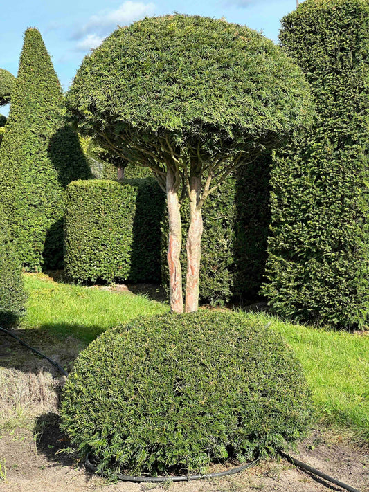 TB TOPIARY #299