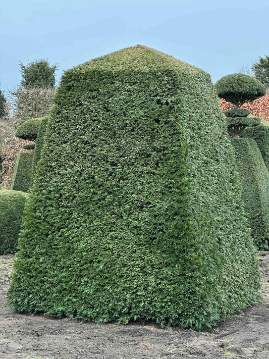 TB TOPIARY #137