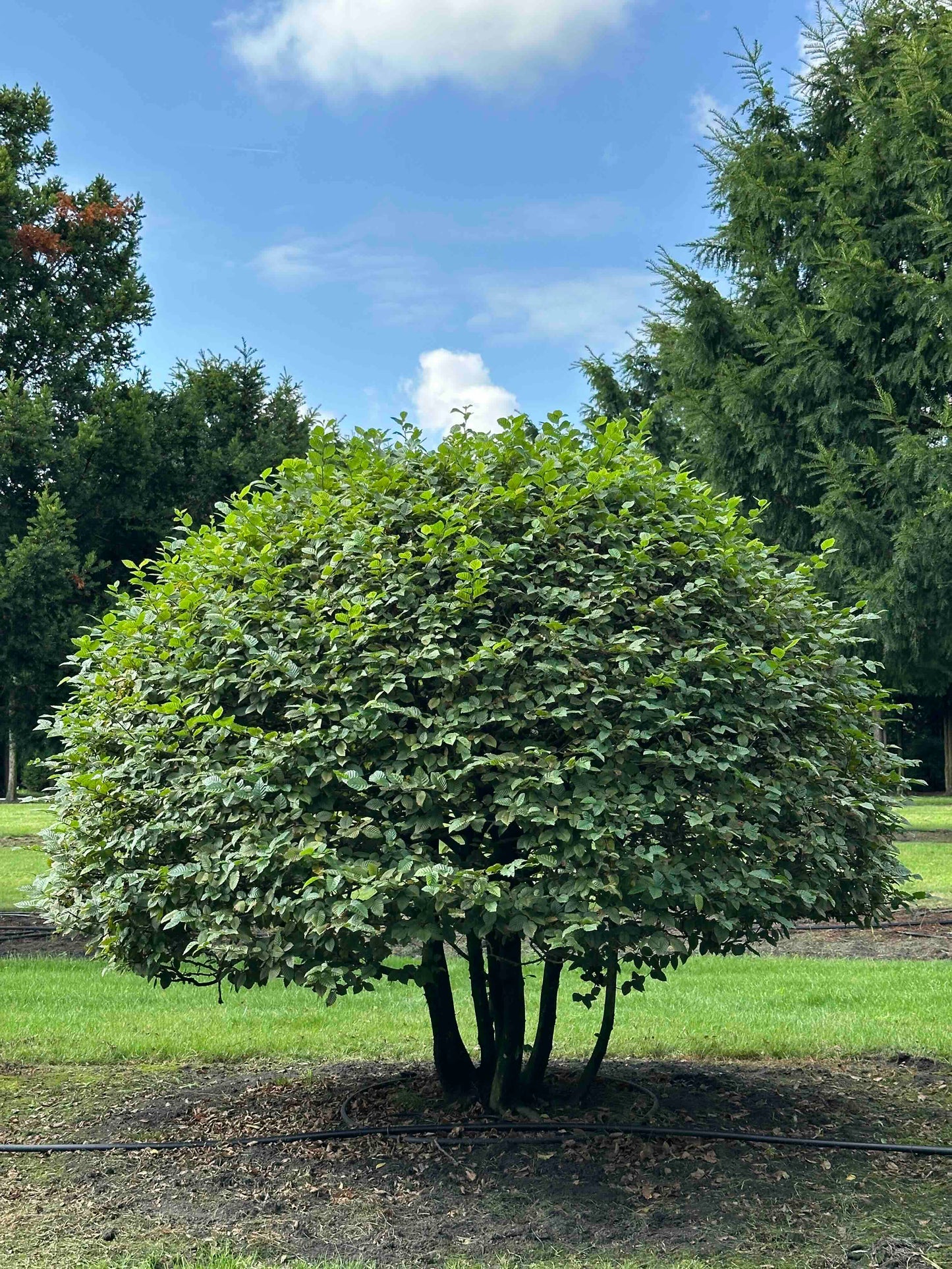 CB TOPIARY #168