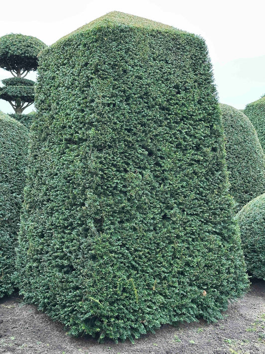 TB TOPIARY #110
