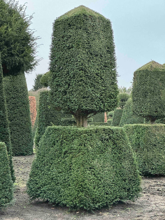 TB TOPIARY #203