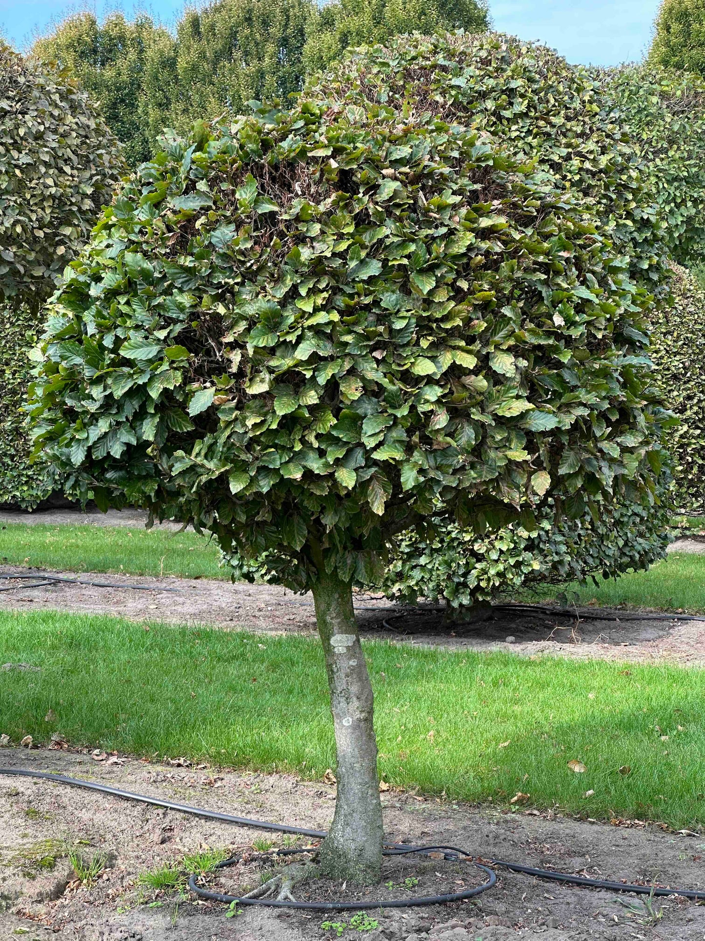 FS TOPIARY #086