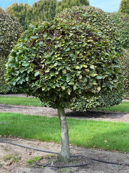 FS TOPIARY #086