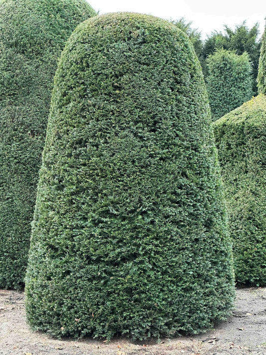 TB TOPIARY #429