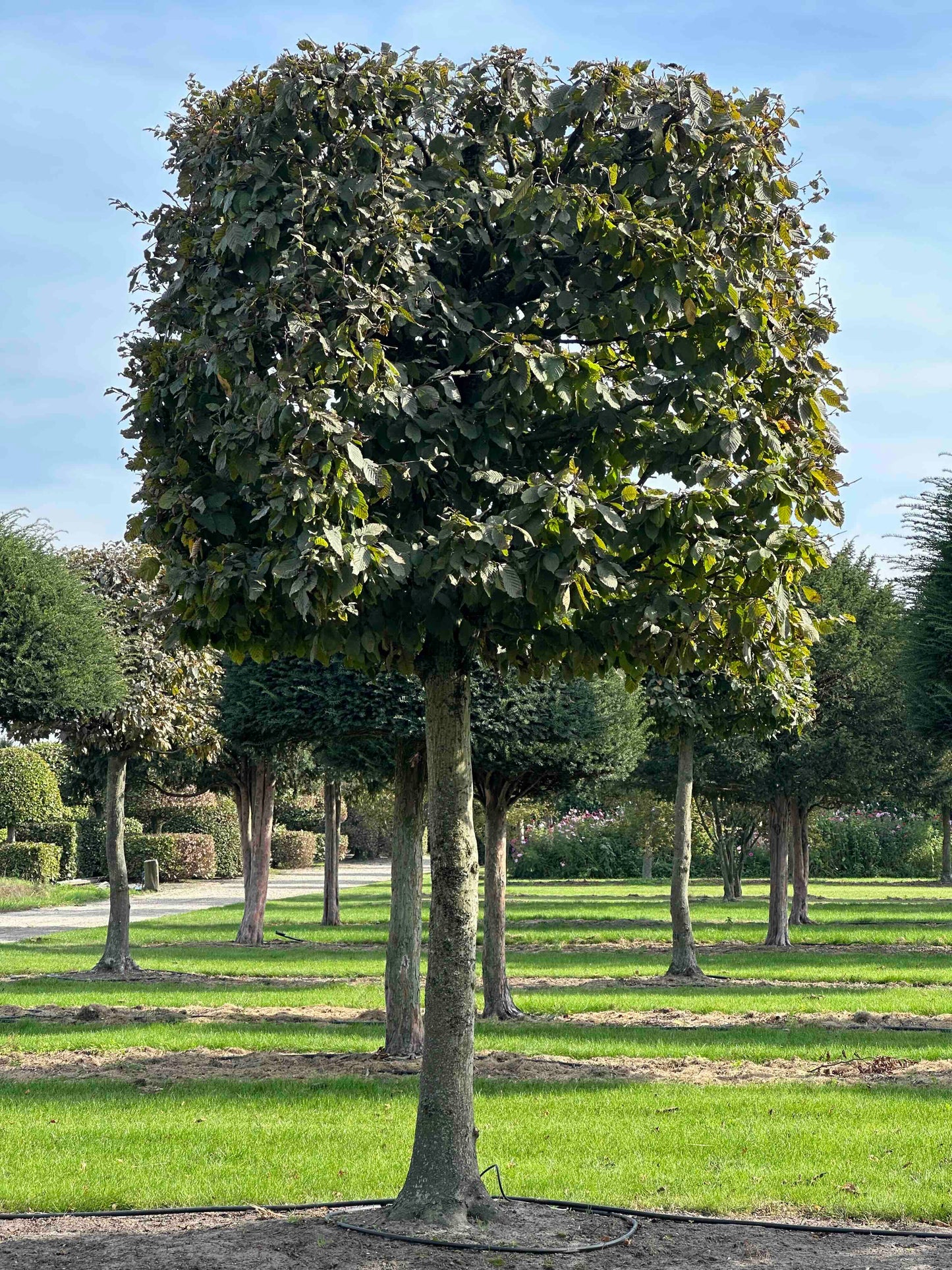 CB TOPIARY #129