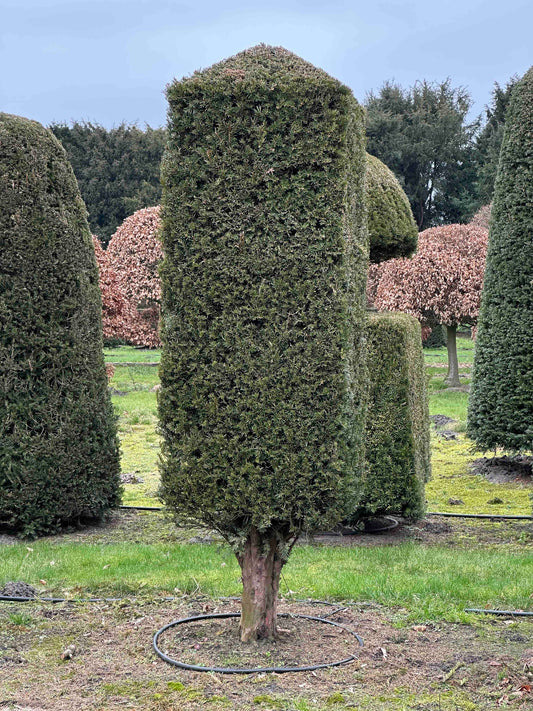 TB TOPIARY #286