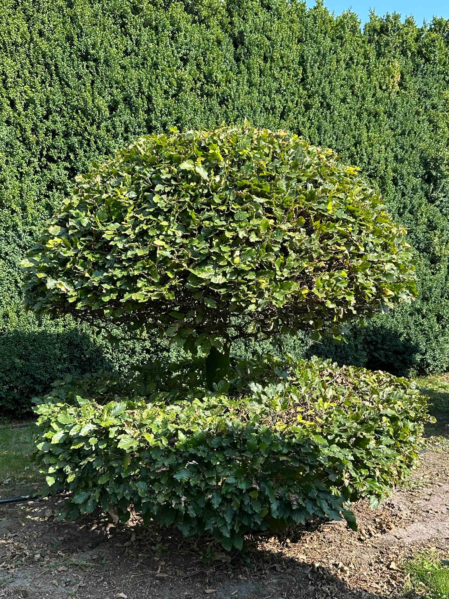 FS TOPIARY #057