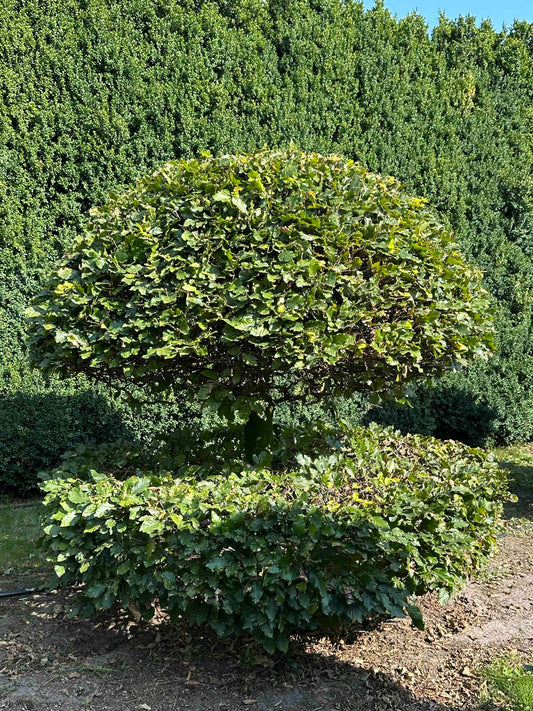 FS TOPIARY #057