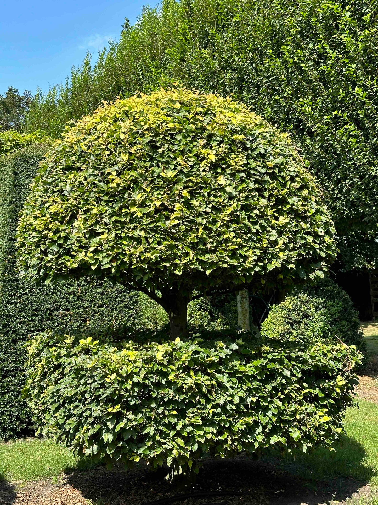 FS TOPIARY #039