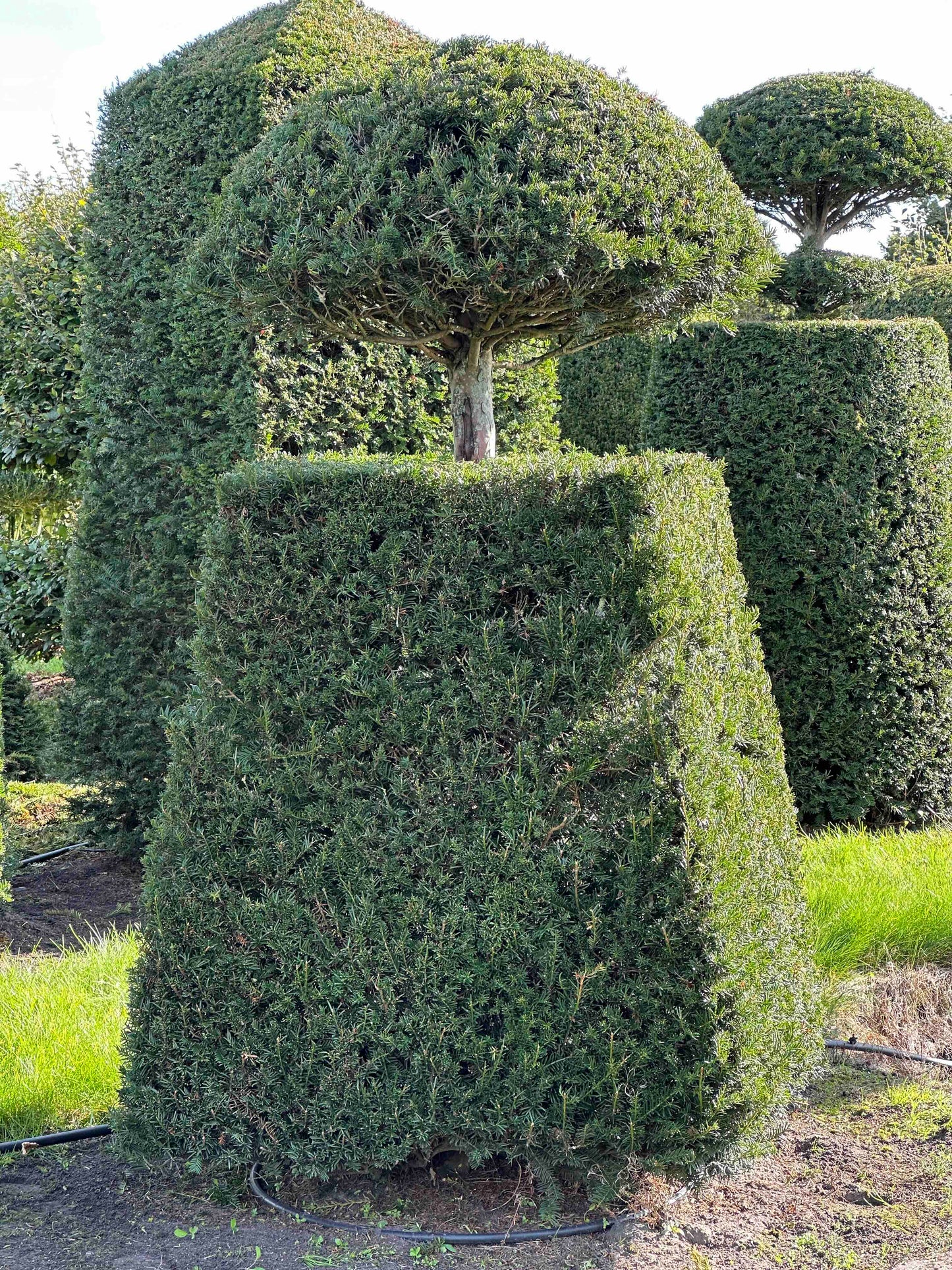 TB TOPIARY #298