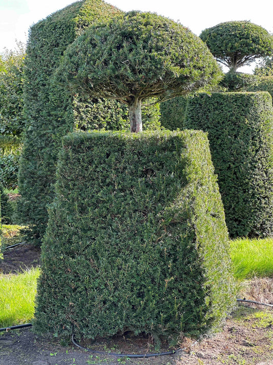 TB TOPIARY #298