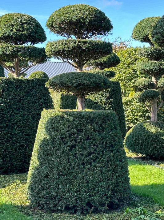 TB TOPIARY #022