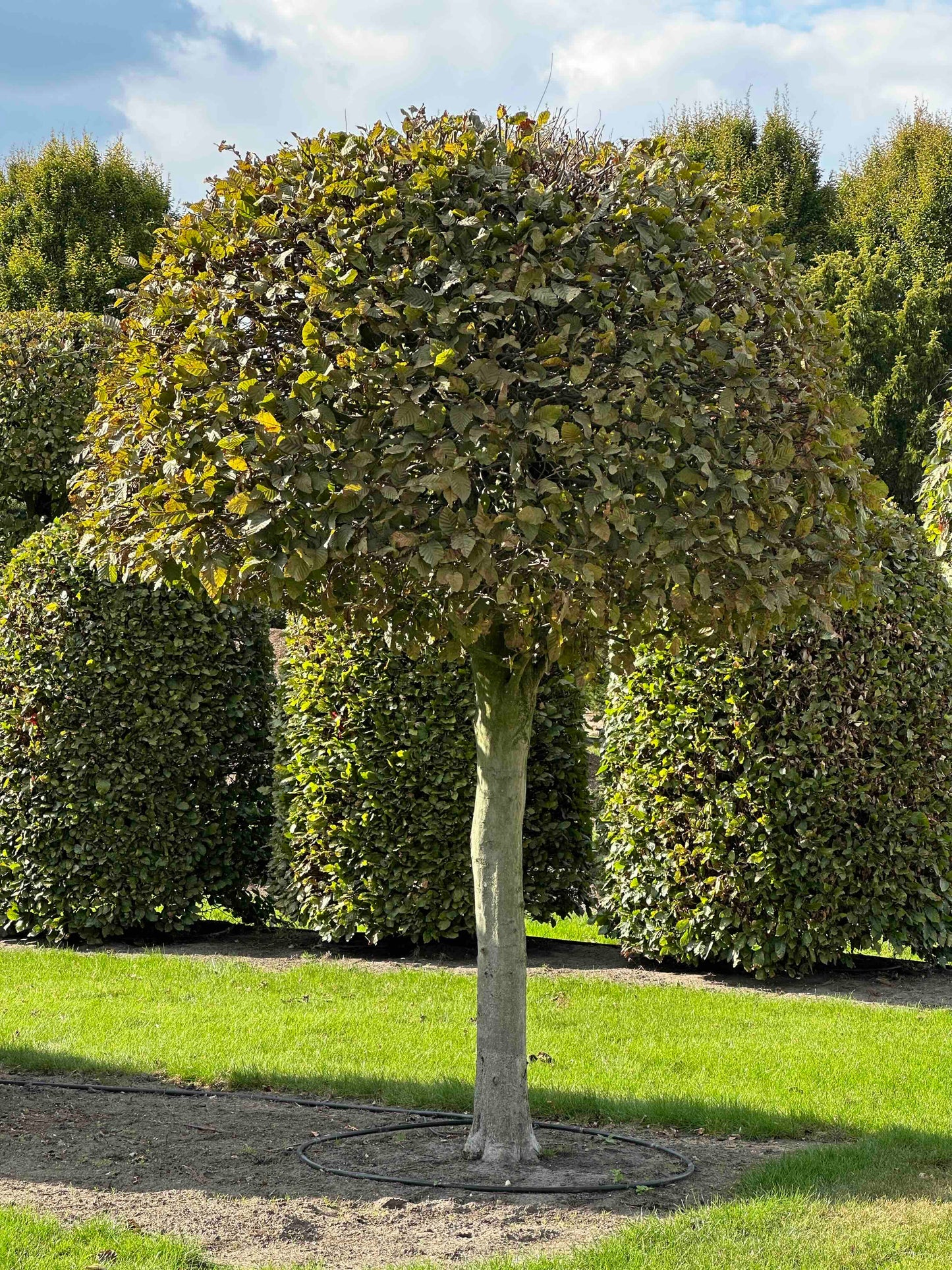 CB TOPIARY #142