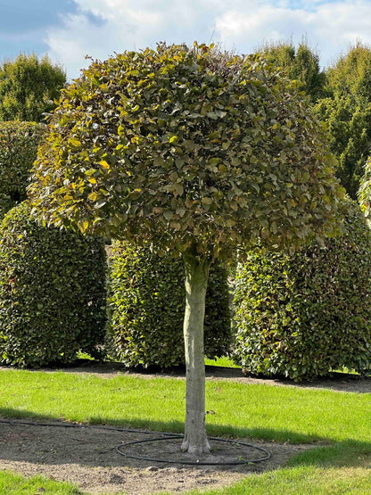 CB TOPIARY #142