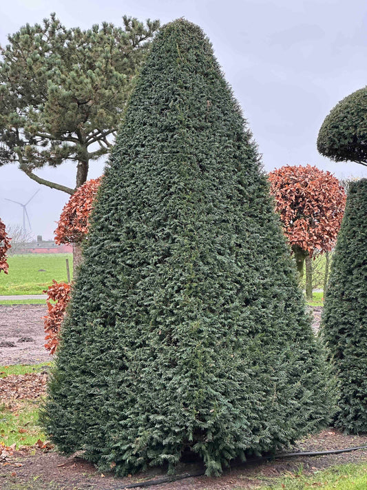 TB TOPIARY #268