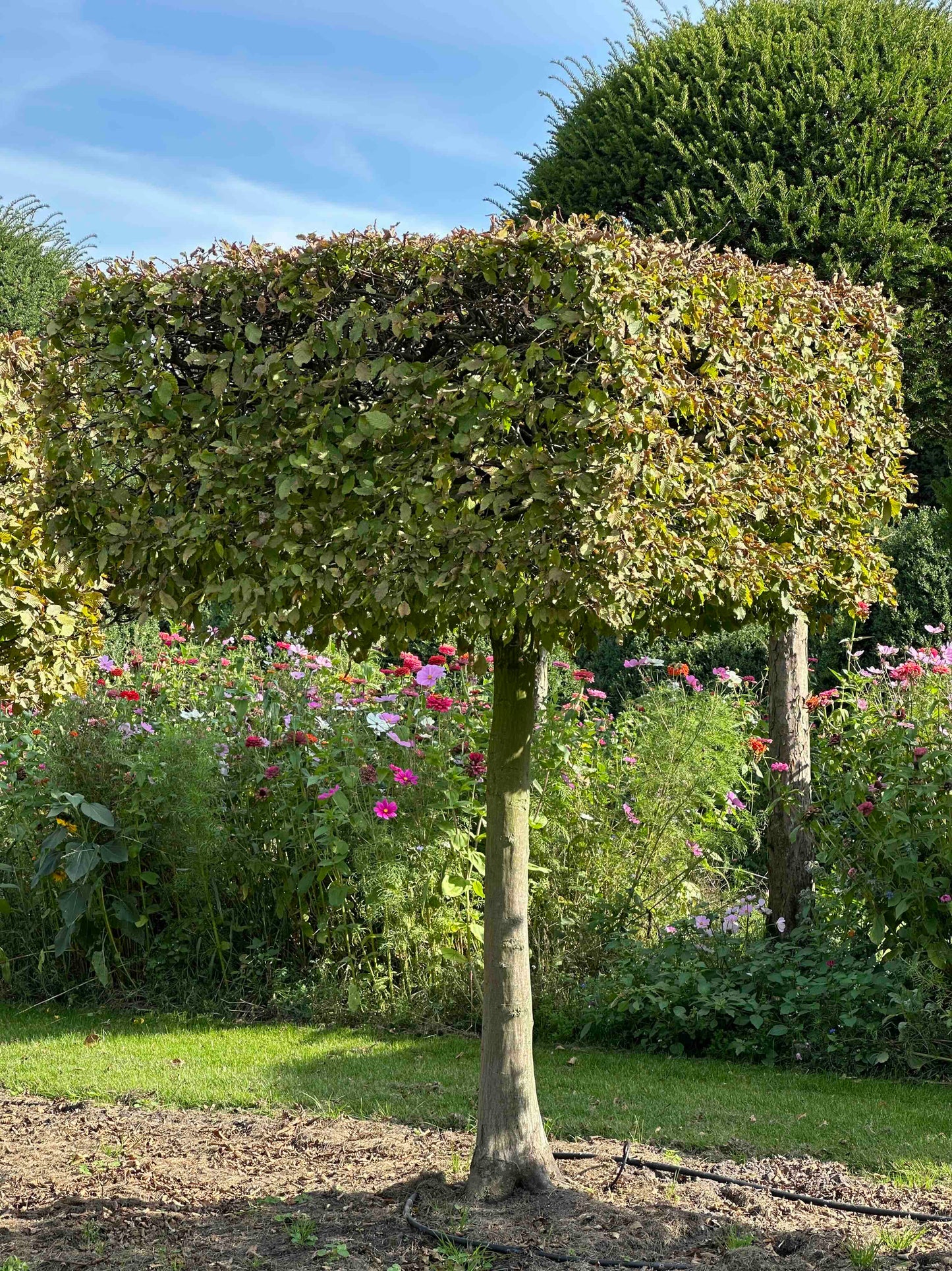 CB TOPIARY #102