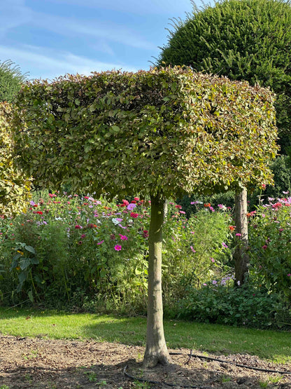 CB TOPIARY #102