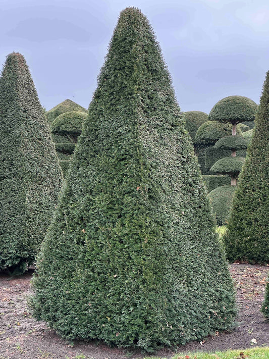 TB TOPIARY #248