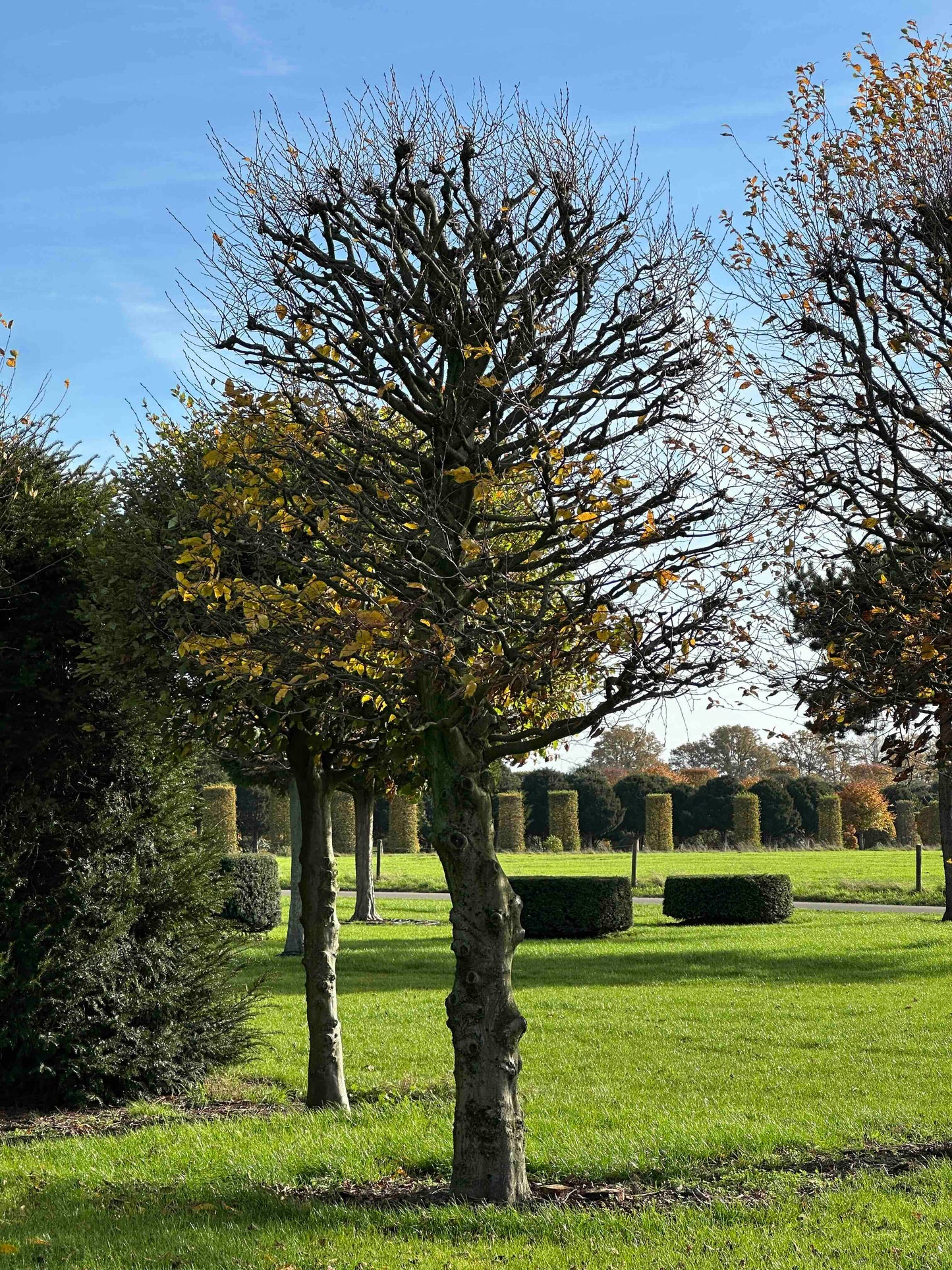CB TOPIARY #184