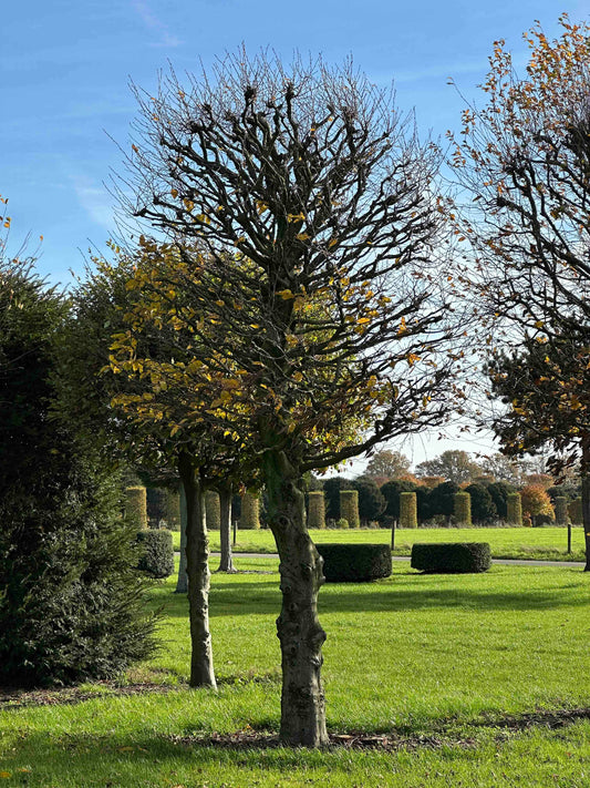 CB TOPIARY #184