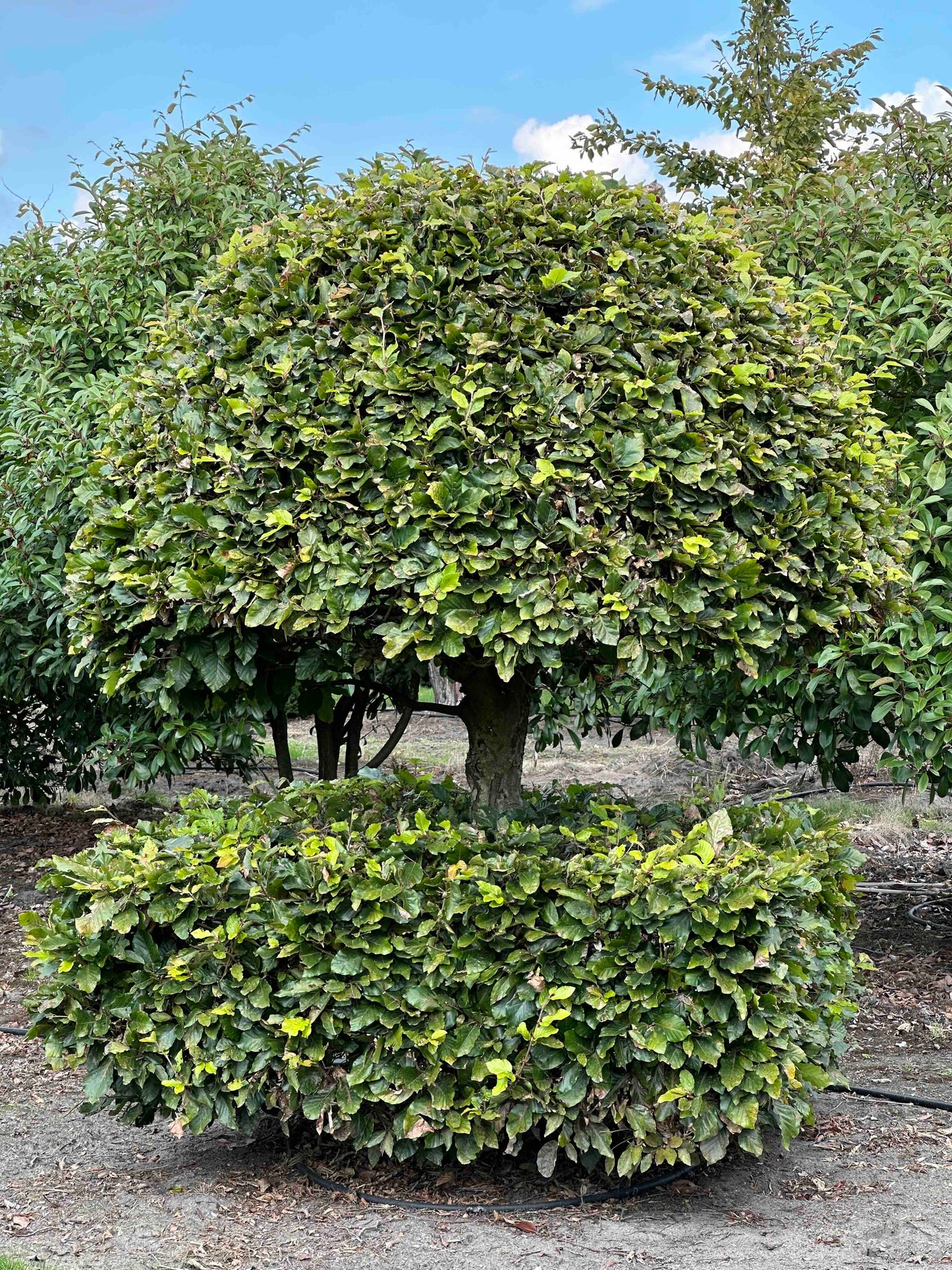 FS TOPIARY #170