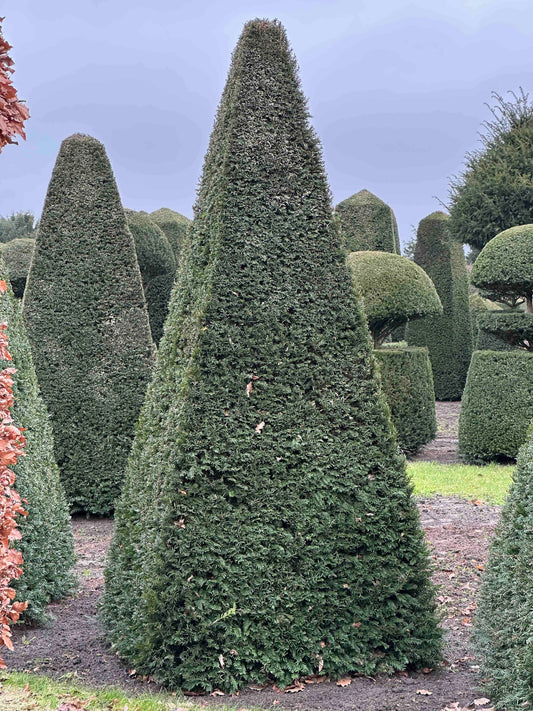 TB TOPIARY #249