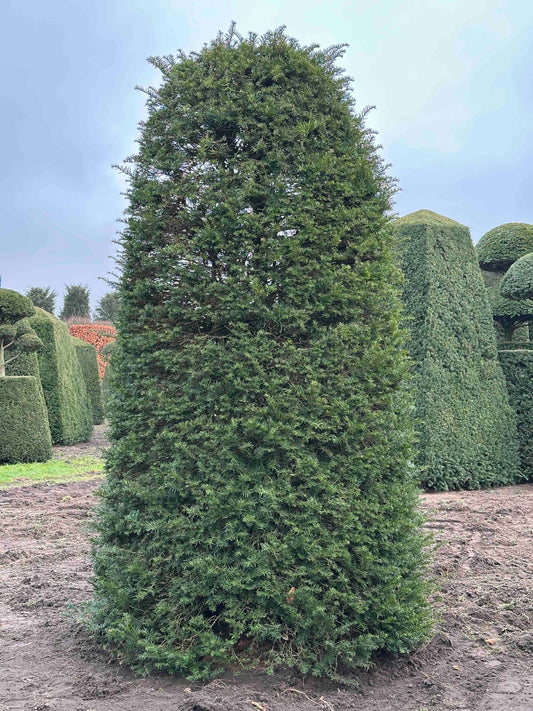 TB TOPIARY #176