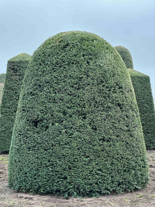 TB TOPIARY #181