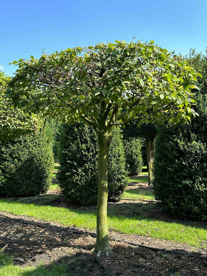 CB TOPIARY #008