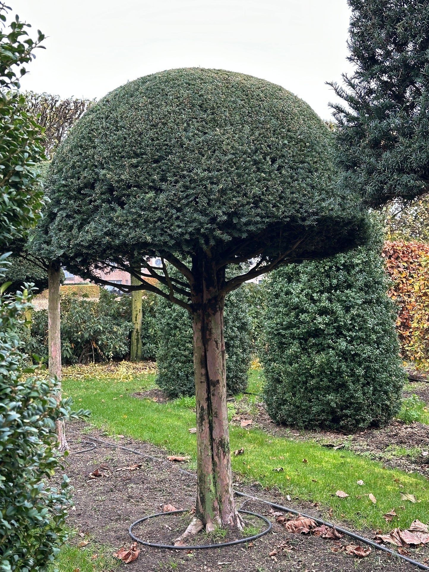TB TOPIARY #550