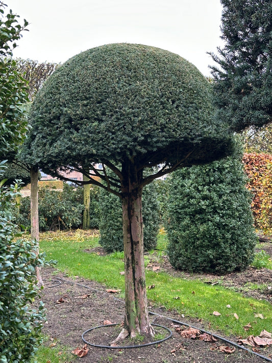 TB TOPIARY #550