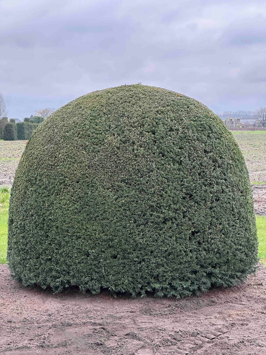 TB TOPIARY #473